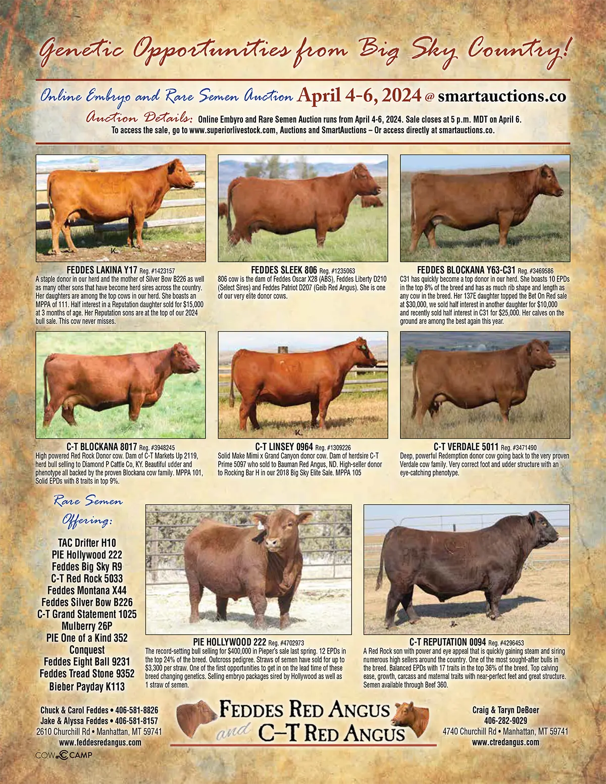 Montana Red Angus Sales Bulls, Females, Embryos, Semen