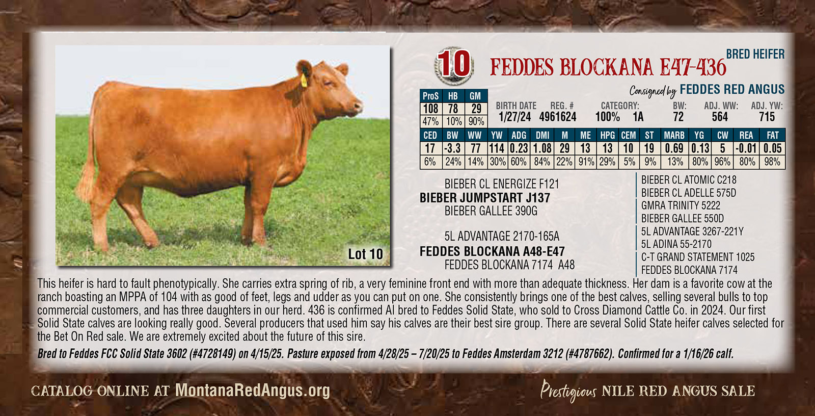 Feddes Blockana E47 436 Bred Heifer 2025 Nile Red Angus Sale